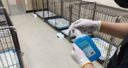 Wantagh Pet Boarding Facility Under Investigation Following Dogs Death