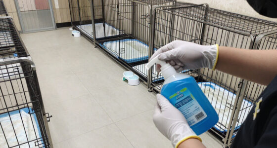 Wantagh Pet Boarding Facility Under Investigation Following Dogs Death