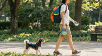 10 Best Pet Travel Accessories in 2026