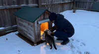 15 Best Heated Outdoor Cat Houses for Winter Warmth in 2026