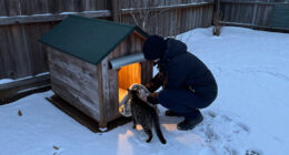 15 Best Heated Outdoor Cat Houses for Winter Warmth in 2026