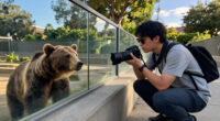 Bears In Los Angeles Are Getting Their Close-Ups, Ready Or Not - The New York Times