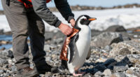 Copper Lined Vest To Help Penguins With Recovery