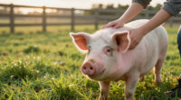 Farm Animal Protection Is A Foundational ASPCA Priority