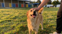 Free Pet Adoptions At Beaumont Animal Care This Week