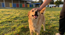 Free Pet Adoptions At Beaumont Animal Care This Week