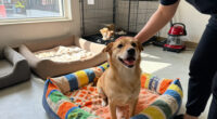 MCACC Joins BISSELL Pet Foundation’s Empty The Shelters® Adoption Event