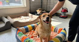 MCACC Joins BISSELL Pet Foundation’s Empty The Shelters® Adoption Event
