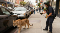 Mountain Lion Captured After Roaming San Francisco Streets - NBC News