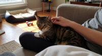Pet Ownership Statistics