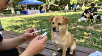 Pitt Co. Animal Services Offers Low-cost Rabies Vaccines For Pets