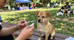 Pitt Co. Animal Services Offers Low-cost Rabies Vaccines For Pets