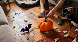 12 Best Halloween Dog Toys for Seasonal Play in 2027