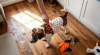 15 Best Dog Halloween Bandanas in 2027