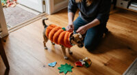 15 Best Halloween Costumes for Small Dogs in 2027