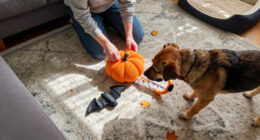 15 Best Halloween Pet Toys for Seasonal Play in 2027