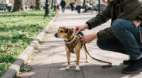 WAUDOG Expands Its Animal-Print Collection Of Accessories And Clothing With Trendy Patterns