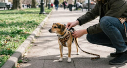 WAUDOG Expands Its Animal-Print Collection Of Accessories And Clothing With Trendy Patterns